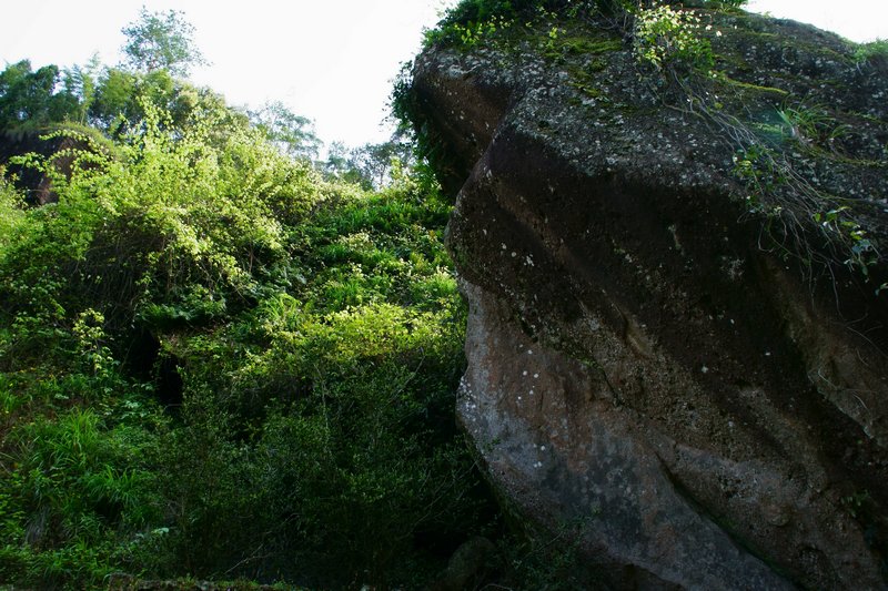 茶园风光缩略图